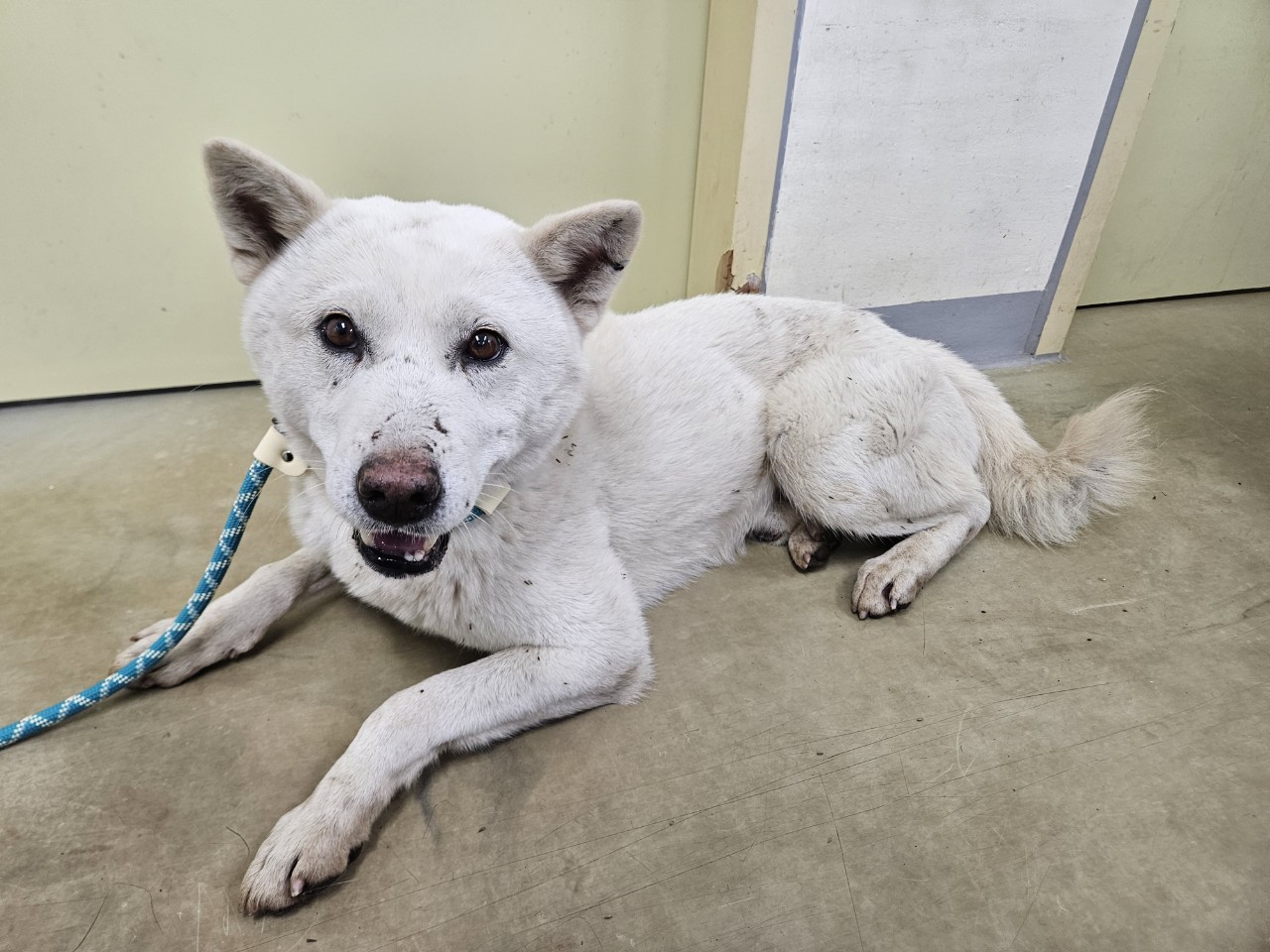 보호중 믹스견의 가…